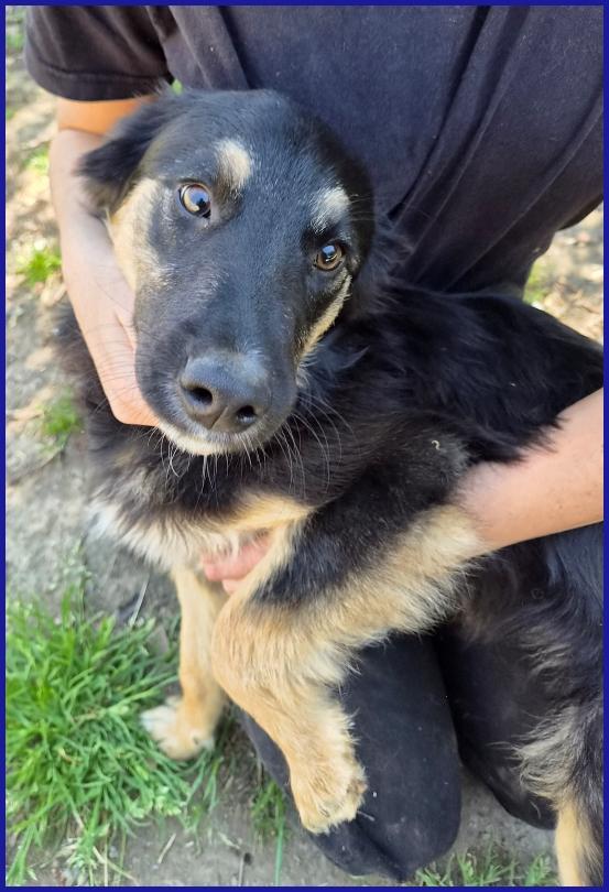 SEMOLINO CUCCIOLOTTO 6 MESI MIX BORDER...LA SUA FAMIGLIA HA RINUNCIATO A LUI ED ORA NE CERCA UNA NUOVA PER SEMPRE! Foto 6